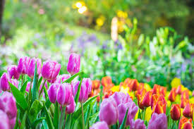 Primavera