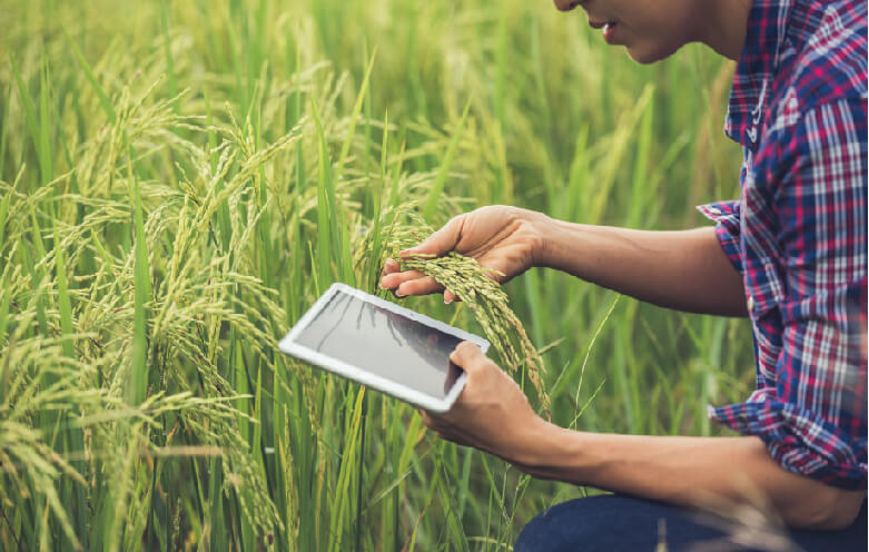 Diagnosing defects of plant and determine its causes and treatment